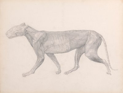 Tigris, oldalnézet, az izmok feletti kötőszövettel eltávolítva (Befejezett vizsgálat a XIV. táblázathoz) alkotó: George Stubbs