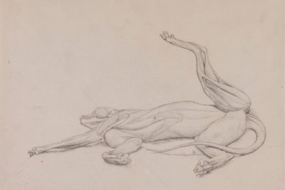 Tigris, fekvő, hasról nézve alkotó: George Stubbs