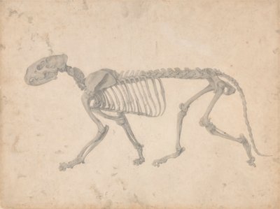 Tigriscsontváz, oldalnézet (Befejezett vizsgálat a IV. táblázathoz) alkotó: George Stubbs