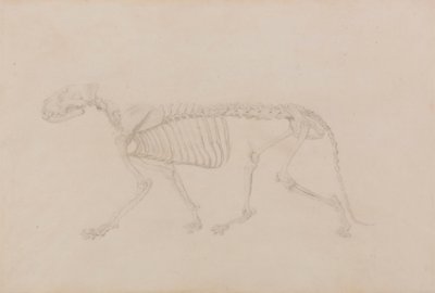 Tigriscsontváz, oldalsó nézet (A IV. táblázathoz kiválóan elkészült tanulmány) alkotó: George Stubbs