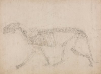Tigris csontváz, oldalnézet (valószínűleg a csontváz mestertanulmánya) alkotó: George Stubbs