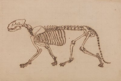 Tigris csontváz, oldalnézet alkotó: George Stubbs