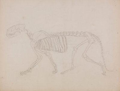 Tigris csontváz, oldalnézet alkotó: George Stubbs