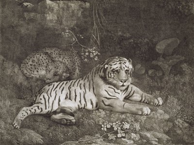 Két tigris, a művész által metszett, kocsma. 1788 (rézkarc) alkotó: George Stubbs