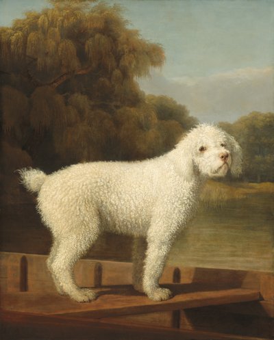 Fehér uszkár egy puntban alkotó: George Stubbs