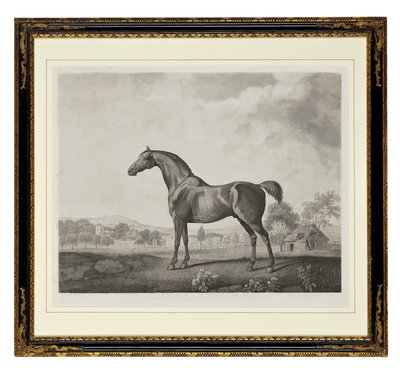 Sweetwilliam (stipple-metszet) alkotó: George Townley Stubbs
