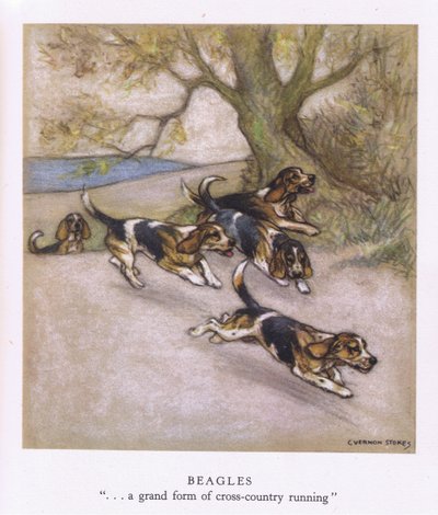 Beagle (színes litográfia) alkotó: George Vernon Stokes