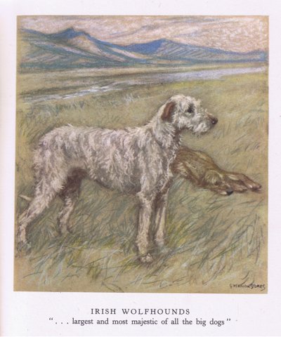 Ír farkaskutyák (színes litográfia) alkotó: George Vernon Stokes