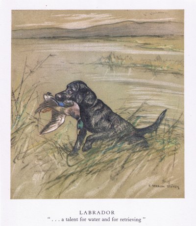 Labrador (színes litográfia) alkotó: George Vernon Stokes
