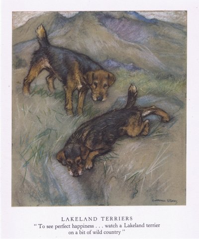 Lakeland Terrierek (színes litográfia) alkotó: George Vernon Stokes