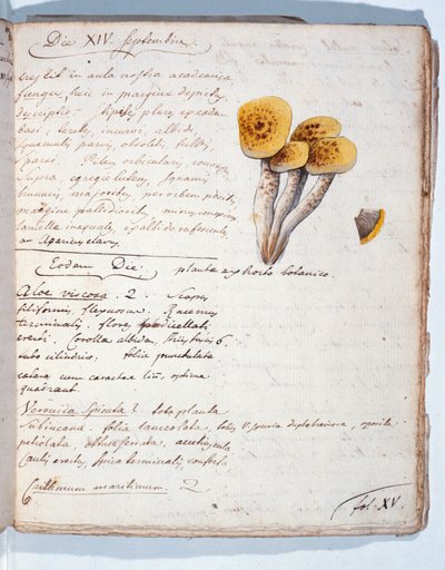 Egy gombafaj illusztrációja, a művész „Diarium Botanicum” című művéből, 1786 (toll, tinta és wc papíron) alkotó: Georges Cuvier