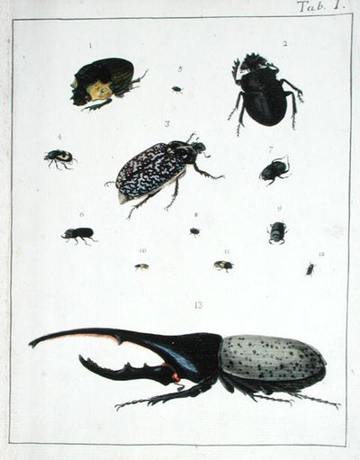 Különféle bogarak, I. lemez a „Diarium Zoologicum”-ból alkotó: Georges Cuvier