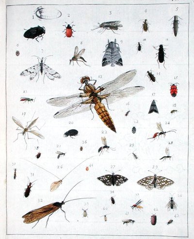 Különféle rovarok, a „Diarium Zoologicum” III. lemeze alkotó: Georges Cuvier