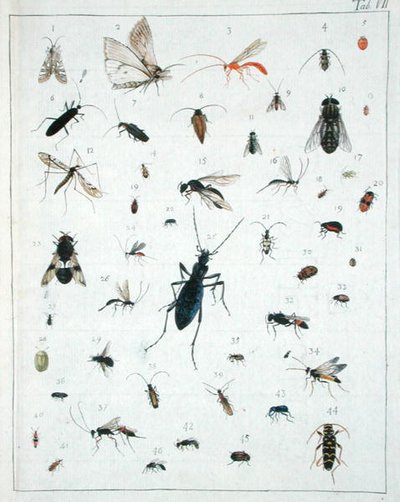 Különféle rovarok, VII. lemez a „Diarium Zoologicum”-ból alkotó: Georges Cuvier