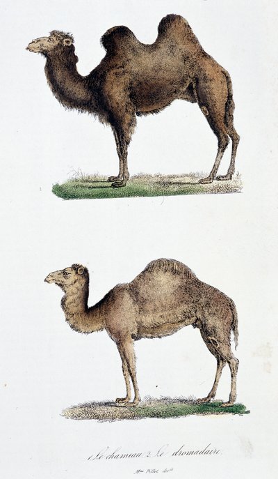 Teve és egy dromedár (színes litó) alkotó: Georges Louis Leclerc