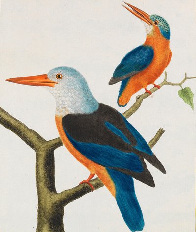 Természettudomány. Madarak. Világító táblák, 1766-1782. alkotó: Georges Louis Leclerc de Buffon