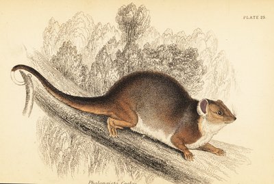 Látom a közönséges gyűrűsfarkút, Pseudocheirus peregrinus. ,1841 (metszet) alkotó: Georges Robert Waterhouse