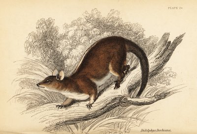 Derby gyapjas oposszum, Caluromys derbianus. ,1841 (metszet) alkotó: Georges Robert Waterhouse