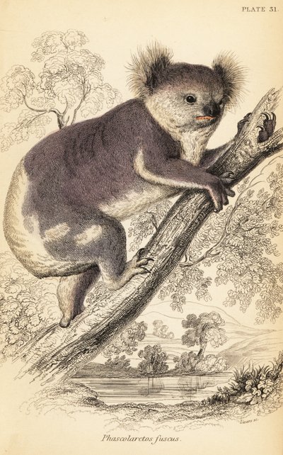 Koala, Phascolarctos cinereus., 1841 (metszet) alkotó: Georges Robert Waterhouse
