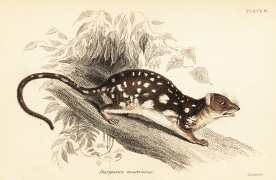 Tigris quoll, Dasyurus maculatus., 1841 (metszet) alkotó: Georges Robert Waterhouse
