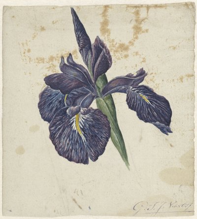 Írisz alkotó: Georgius Jacobus Johannes van Os