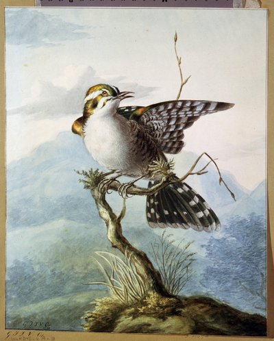 "Egy kis madár" (Kismadár) Georgius Jacobus Johannes van Os (1782-1861) akvarellje 1798 Puskin Múzeum, Moszkva alkotó: Georgius Jacobus Johannes van Os