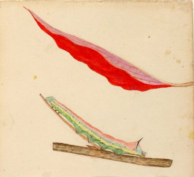 "Tükörhátú" hernyó, tanulmány a Concealing Coloration in the Animal Kingdom című könyvhöz alkotó: Gerald H. Thayer