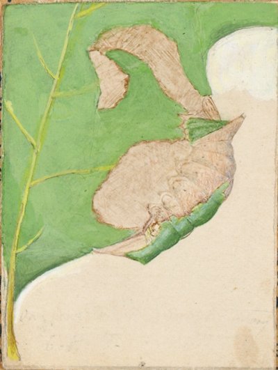 Oak Leaf Edge Caterpillar, tanulmány a Concealing Coloration in the Animal Kingdom című könyvhöz alkotó: Gerald H. Thayer