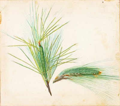 Fenyőbojtos hernyó..., 20. század eleje. alkotó: Gerald H. Thayer