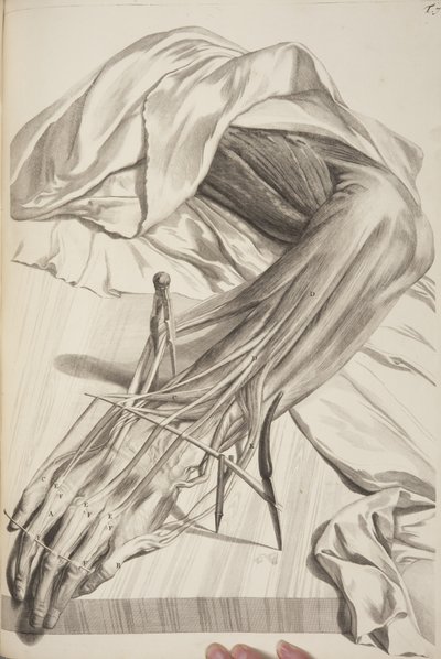Govard Bidloo: Az emberi test anatómiája, 1685 alkotó: Gerard de Lairesse