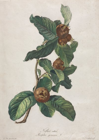 Tenyésztett naspolya (Mespilus germanica) alkotó: Gerard van Spaendonck