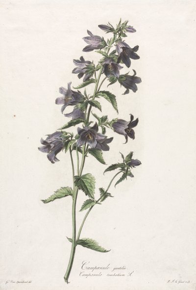 Természetből merített virágok: Harangvirág, c. 1800. alkotó: Gerard van Spaendonck