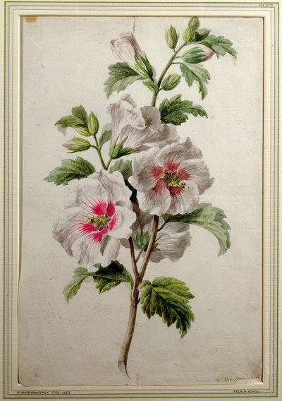 Hollyhocks (akvarell, papír) alkotó: Gerard van Spaendonck