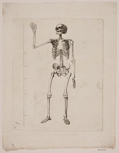 Csontváz alkotó: Gerhard Ludvig Lahde