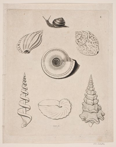 Palatábla csigákkal alkotó: Gerhard Ludvig Lahde