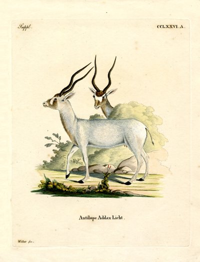Addax Antilop (színes metszet) alkotó: German School