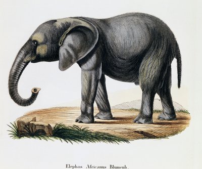 Afrikai elefánt (Elephas africanus), az emlősökből, a természetből leírásokkal illusztrálva, Johann Christian Daniel von Schreber (1739-1810), metszet: IC Bock, A Fleischmann, Németország rajza alapján alkotó: German School