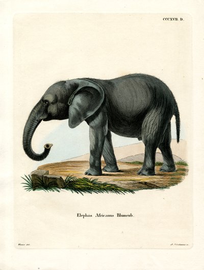 Afrikai elefánt (színes metszet) alkotó: German School