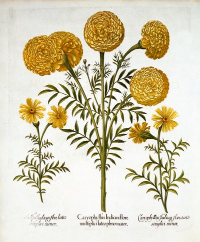 Afrikai körömvirág és francia körömvirág, Hortus Eystettensistől, Basil Besler (1561-1629), pub. 1613 (kézzel színezett metszet) alkotó: German School