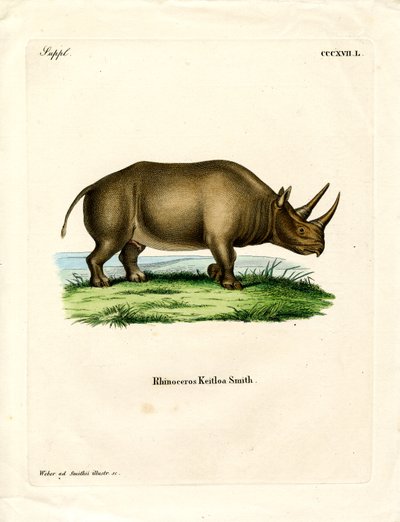 Afrikai orrszarvú (színes metszet) alkotó: German School