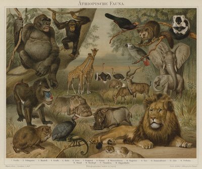 Afrikai fauna alkotó: German School