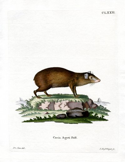 Agouti (színes metszet) alkotó: German School