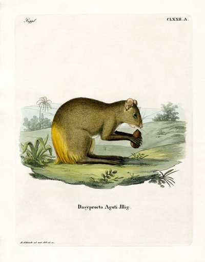Agouti (színes metszet) alkotó: German School