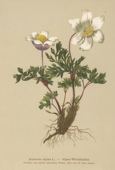 Alpesi kökörcsin (Anemone alpina, Pulsatilla alpina) alkotó: German School