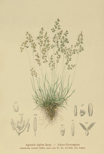 alpesi búzafű (Agrostis alpina, Aira flavescens) alkotó: German School