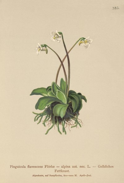 Alpesi vajfű (Pinguicula flavescens, Pinguicula alpina) alkotó: German School