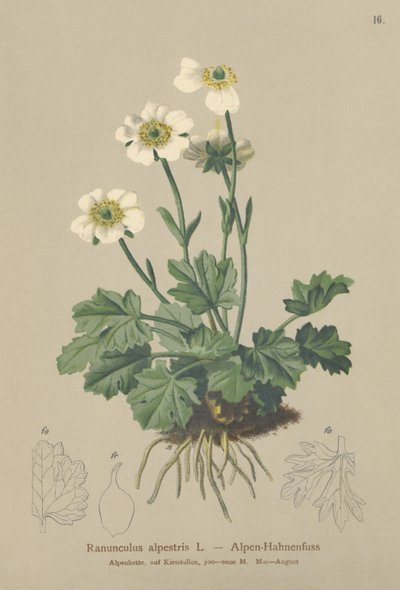 Alpesi varjúláb (Ranunculus alpestris) alkotó: German School