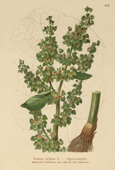 Alpesi dokk (Rumex alpinus) alkotó: German School