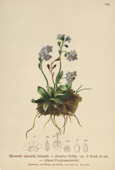 Alpesi nefelejcs (Myosotis alpestris, Myosotis silvatica) alkotó: German School
