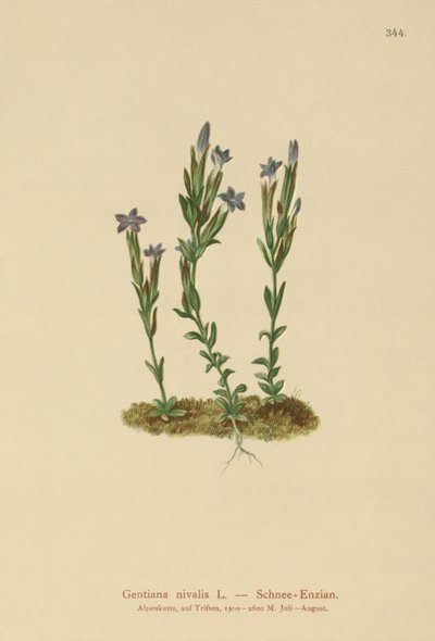 alpesi tárnics (Gentiana nivalis) alkotó: German School